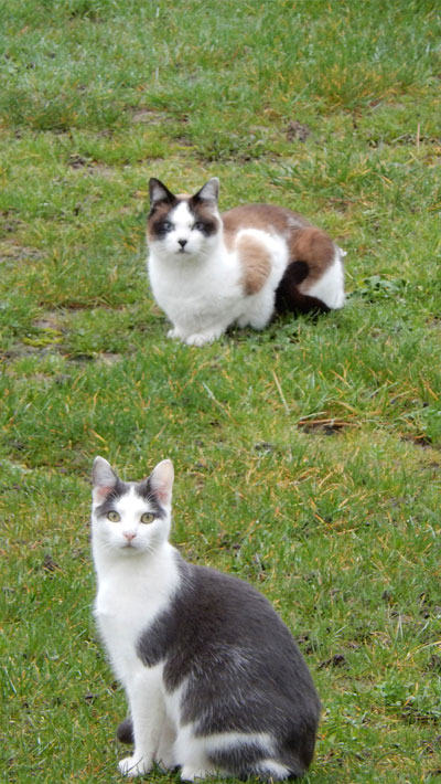 Shifu & Ollie the cats