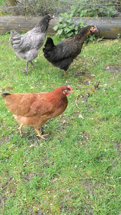 Nellie, Gladys & Joyce the chickens